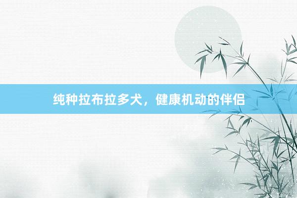 纯种拉布拉多犬，健康机动的伴侣